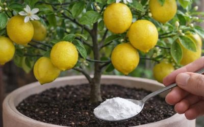 4 engrais naturels pour les citronniers