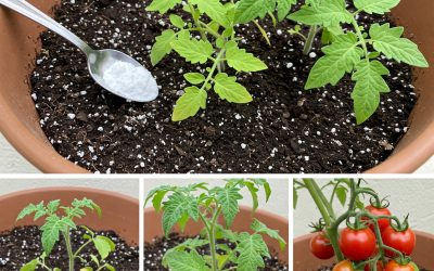 Ne plantez jamais de tomates dans votre jardin sans les jeter dans la terre.