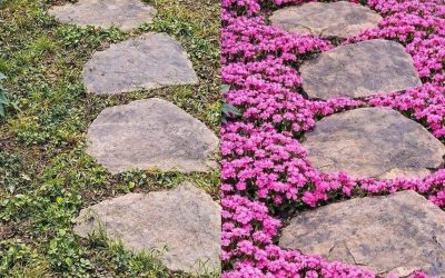 11 couvre-sols qui envahiront votre terrain et empêcheront les mauvaises herbes de prospérer.