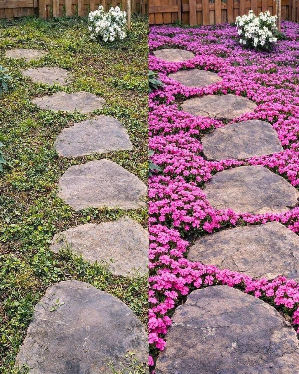11 couvre-sols qui envahiront votre terrain et empêcheront les mauvaises herbes de prospérer.