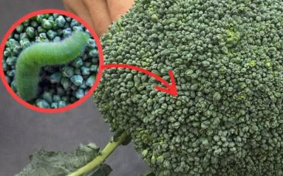 Laver les brocolis uniquement à l’eau est une erreur : voici la bonne méthode.