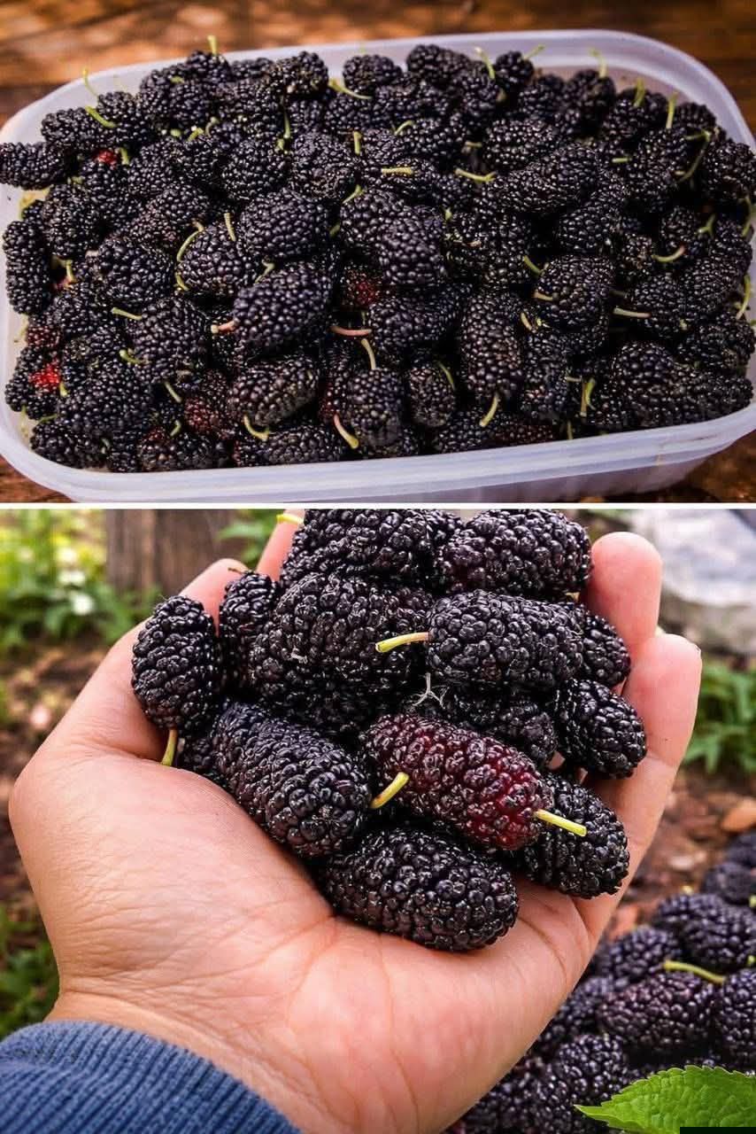 Salade de fruits de saison pour la vue et le sang