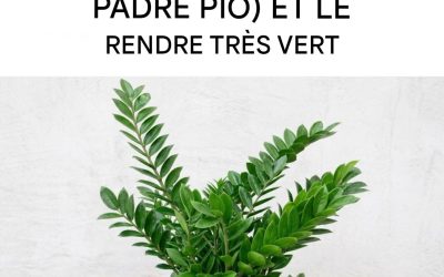 Comment prendre soin du zamioculcas (ou plante Padre Pio) pour qu’il prospère