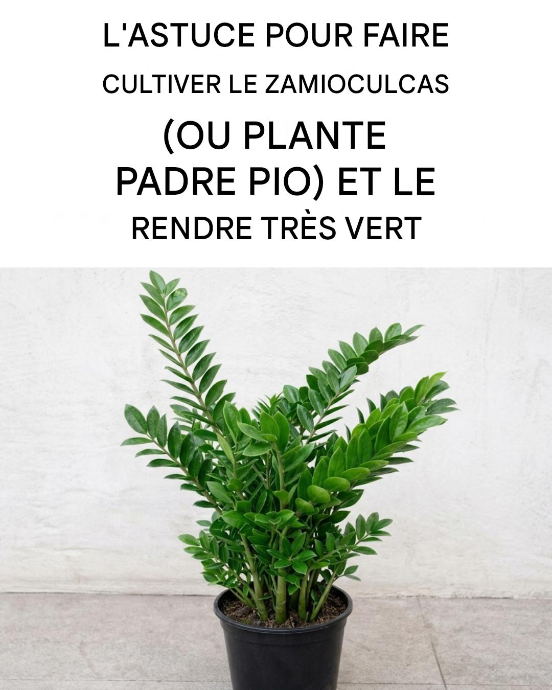 Comment prendre soin du zamioculcas (ou plante Padre Pio) pour qu’il prospère
