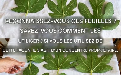 Les bienfaits des feuilles de figuier et toutes les façons de les utiliser