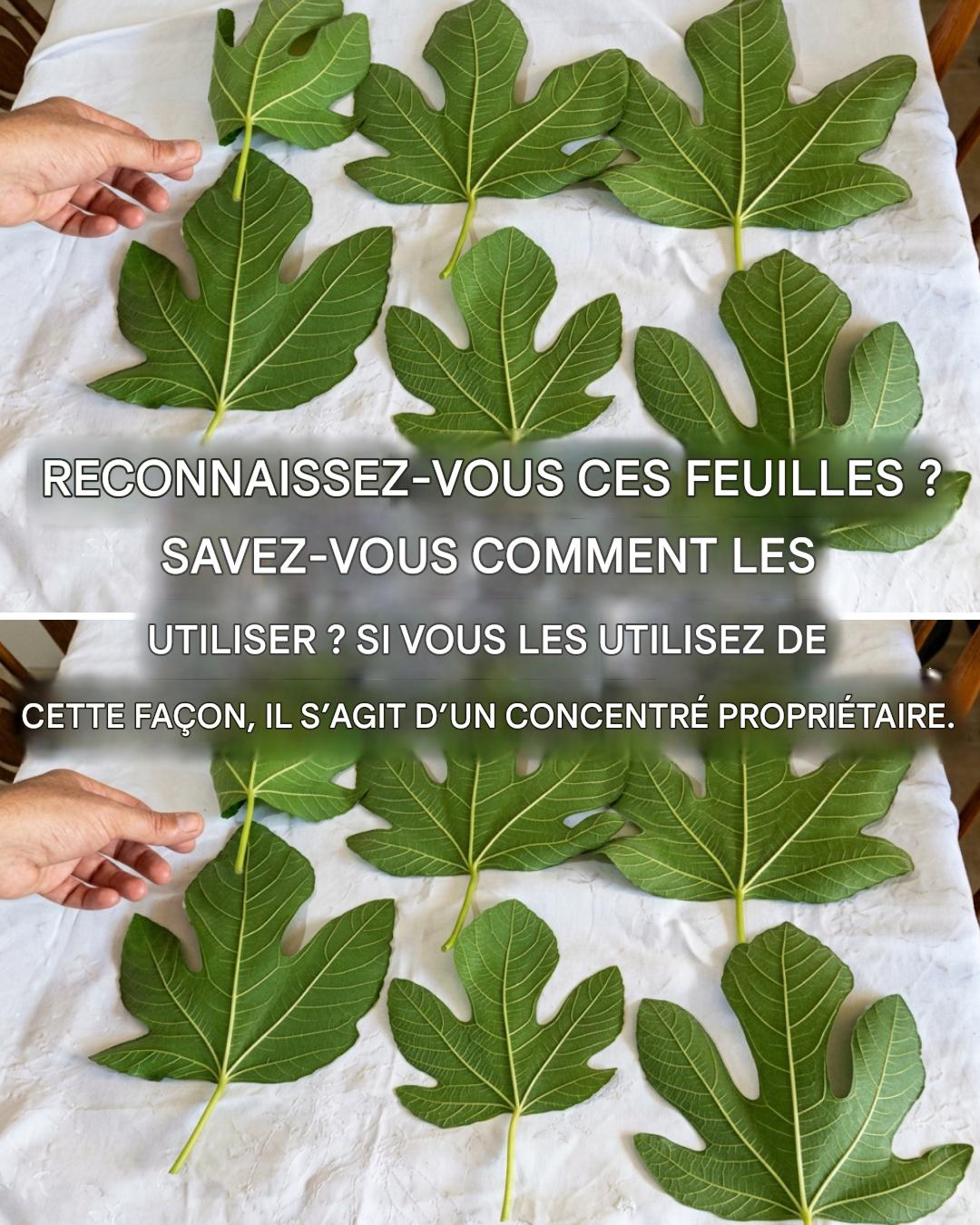 Les bienfaits des feuilles de figuier et toutes les façons de les utiliser