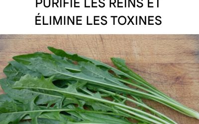 La chicorée : réduit le cholestérol, élimine les toxines, purifie les reins et apporte de l’énergie.