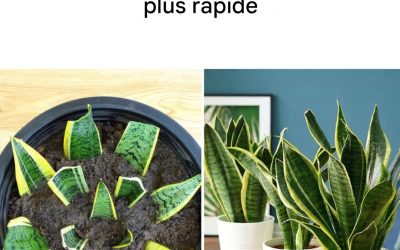 Comment propager la sansevieria, la plante indestructible