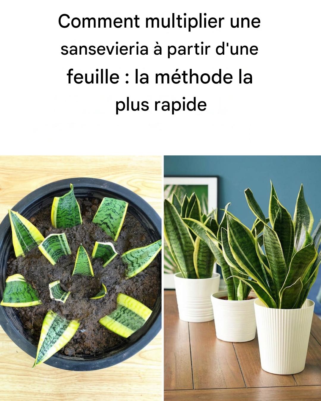 Comment propager la sansevieria, la plante indestructible