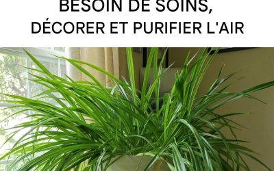 La plante dépolluante d’intérieur la plus résistante