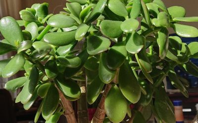Cette plante attire la chance et la richesse dans nos foyers : voici comment la placer.