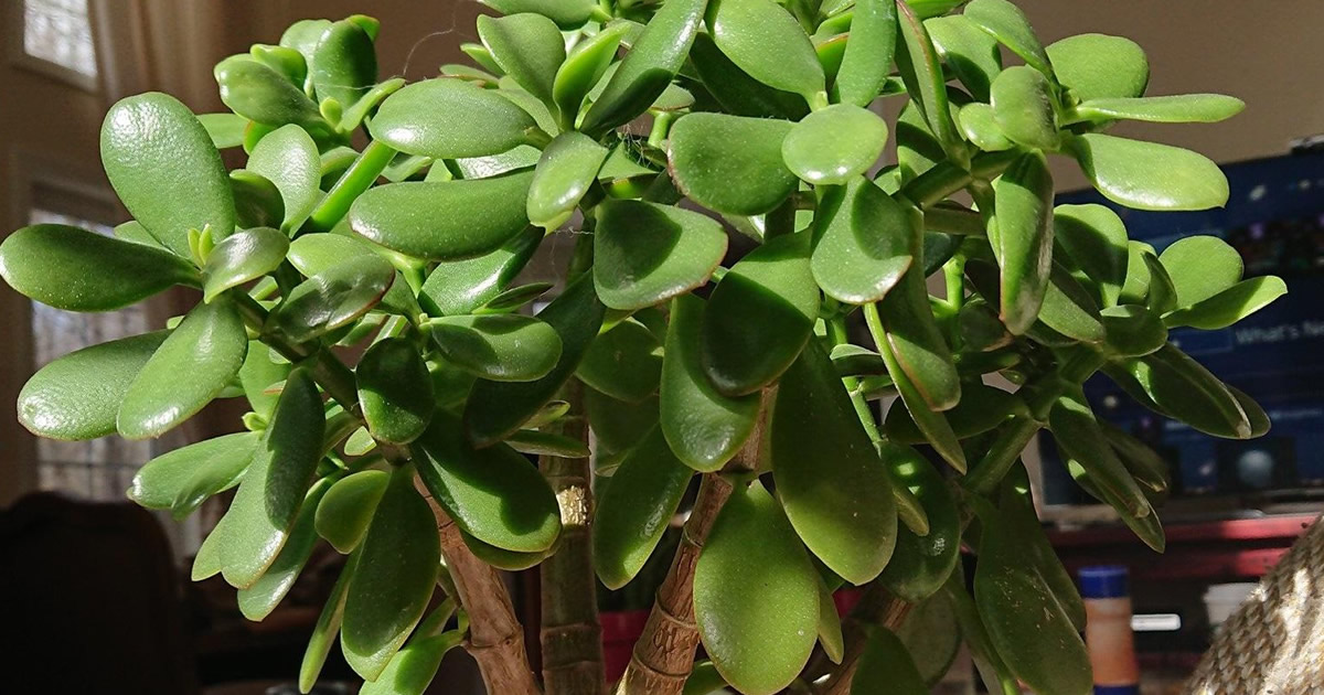 Cette plante attire la chance et la richesse dans nos foyers : voici comment la placer.