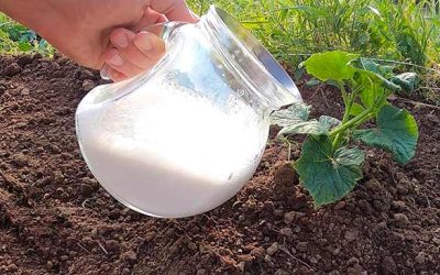 Les concombres ont poussé à une vitesse folle, les tomates n’ont pas cessé de grossir depuis que je leur ai donné ce liquide.