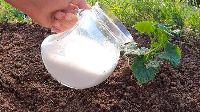 Les concombres ont poussé à une vitesse folle, les tomates n’ont pas cessé de grossir depuis que je leur ai donné ce liquide.