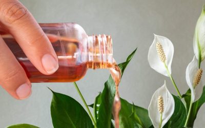 Spathiphyllum : le liquide naturel qui active sa floraison