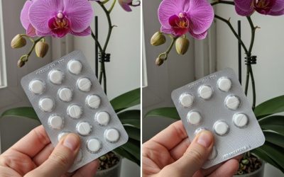 Une pilule pour une floraison éternelle : Comment prendre soin d’une orchidée