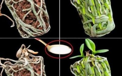 Une simple cuillère à café suffit, et l’orchidée séchée remplira le pot de nouvelles racines vertes.