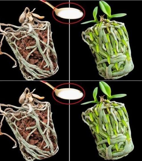 Une simple cuillère à café suffit, et l’orchidée séchée remplira le pot de nouvelles racines vertes.