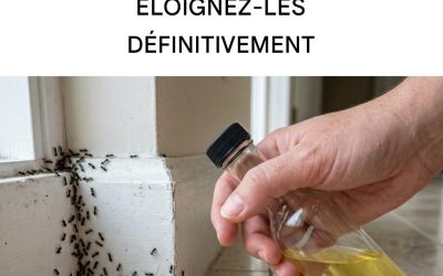 Comment fabriquer le répulsif anti-insectes naturel le plus efficace pour votre maison contre les fourmis, les araignées et les moustiques