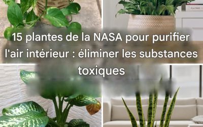15 plantes qui purifient l’air de votre maison plus efficacement