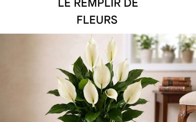 Tous les conseils dont vous avez besoin pour faire fleurir votre lis de la paix toute l’année.