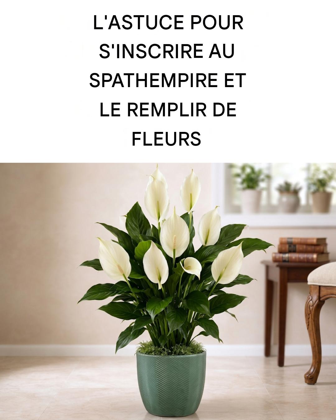 Tous les conseils dont vous avez besoin pour faire fleurir votre lis de la paix toute l’année.