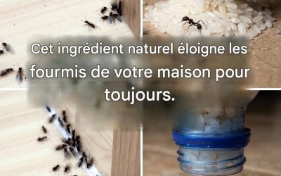 Pièges à fourmis : comment les éliminer définitivement sans utiliser de pesticides