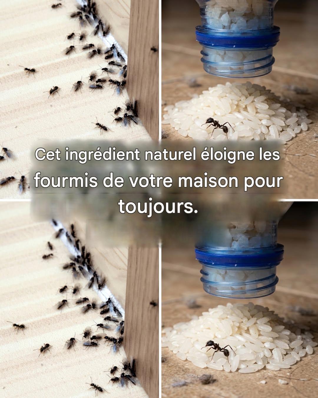Pièges à fourmis : comment les éliminer définitivement sans utiliser de pesticides