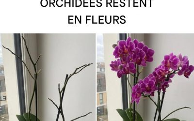 Le secret des fleuristes pour avoir des orchidées en fleurs
