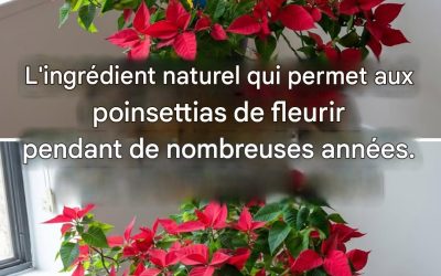 Comment faire fleurir un poinsettia : 4 astuces infaillibles pour éviter qu’il ne perde ses fleurs