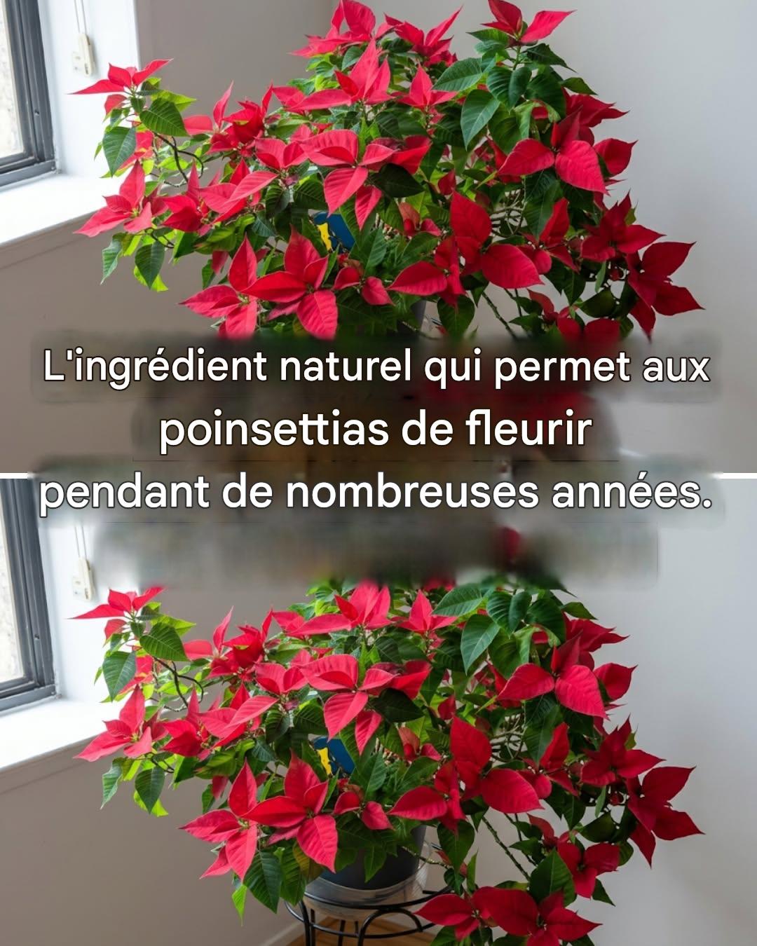 Comment faire fleurir un poinsettia : 4 astuces infaillibles pour éviter qu’il ne perde ses fleurs