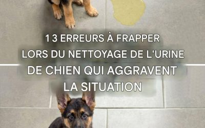 3 erreurs à éviter lors du nettoyage de l’urine de votre chien qui augmentent l’odeur