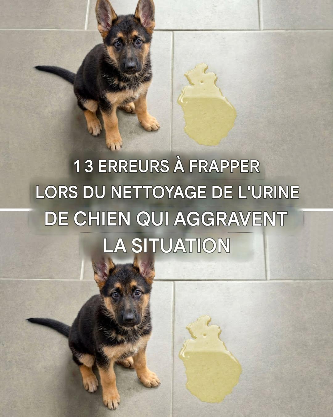 3 erreurs à éviter lors du nettoyage de l’urine de votre chien qui augmentent l’odeur