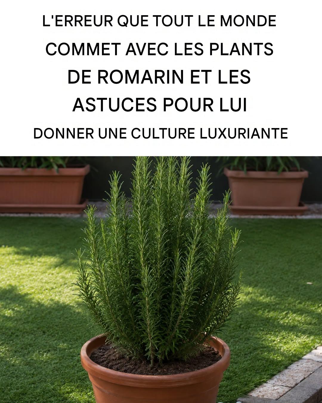 5 astuces pour faire pousser du romarin sur votre balcon