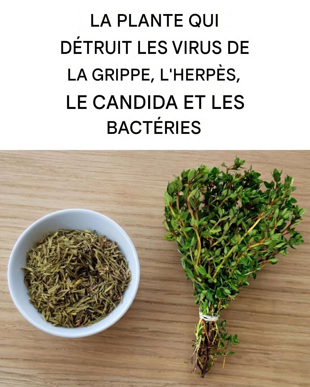La plante qui détruit l’herpès, le candida, les virus de la grippe et les bactéries