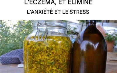 La magie du millepertuis : comment utiliser cette plante pour profiter de ses merveilleux bienfaits