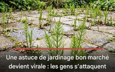 Une astuce de jardinage bon marché devient virale : les gens s’attaquent en masse aux prêles et aux mauvaises herbes grâce à elle.