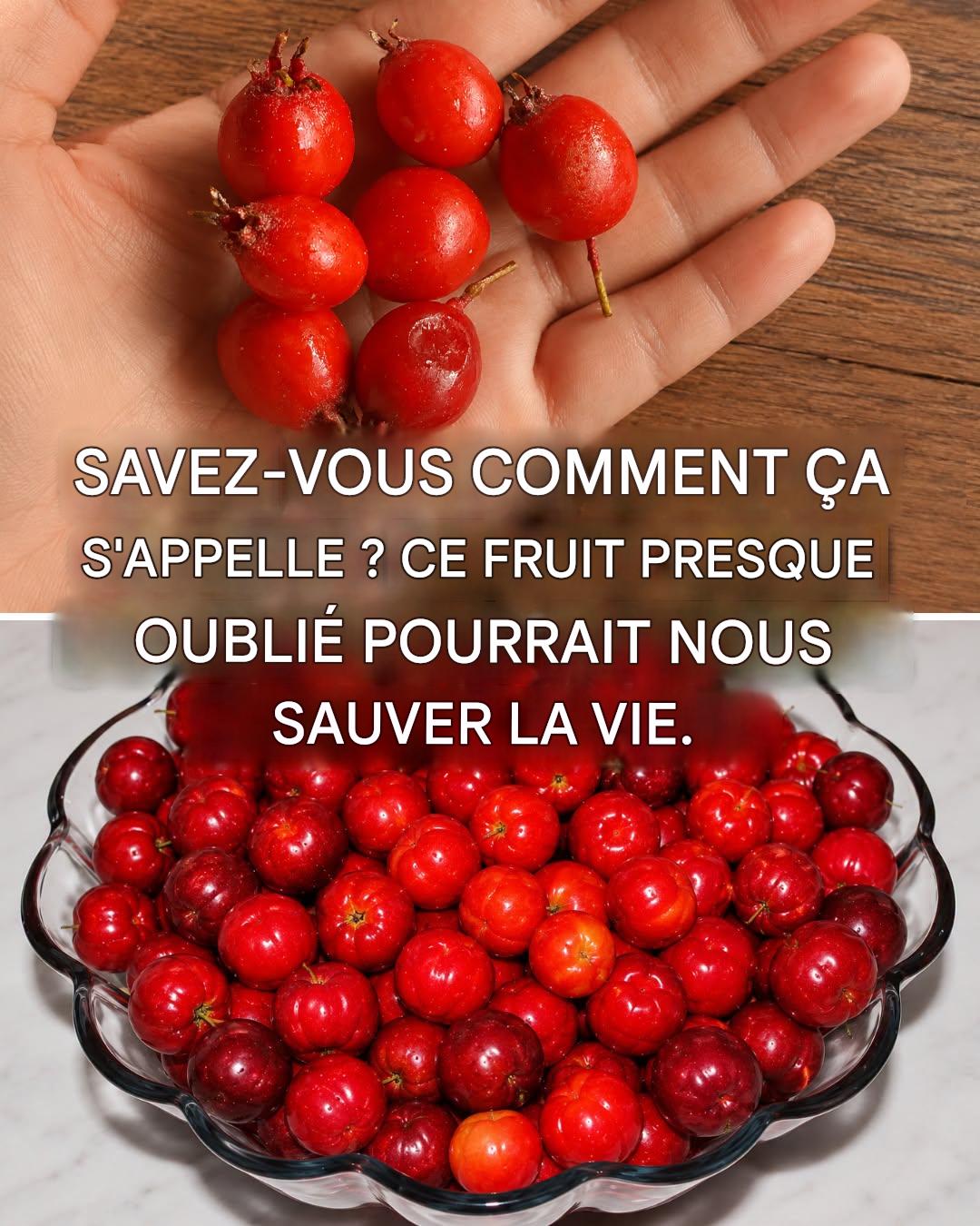 Azarole : le fruit oublié, concentré de propriétés thérapeutiques