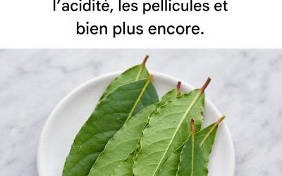 La feuille qui soigne le foie, l’acidité, l’artériosclérose, les maux d’estomac et les pellicules