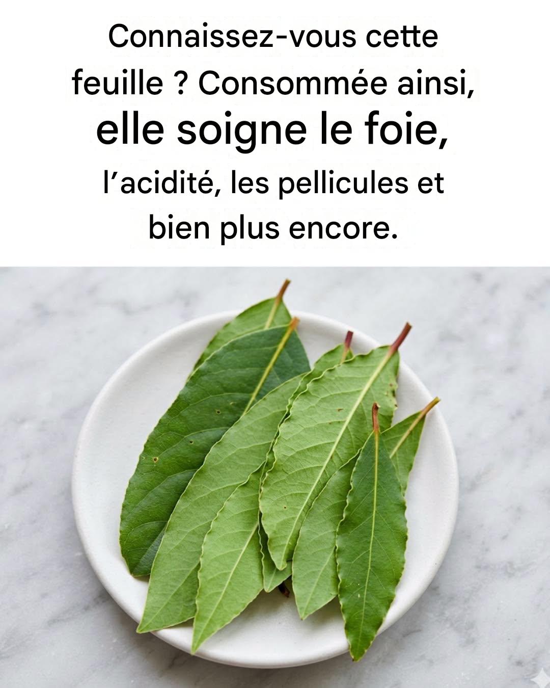 La feuille qui soigne le foie, l’acidité, l’artériosclérose, les maux d’estomac et les pellicules