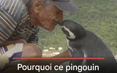 Pourquoi ce pingouin parcourt-il 8 000 km à la nage chaque année pour revoir son sauveteur ?