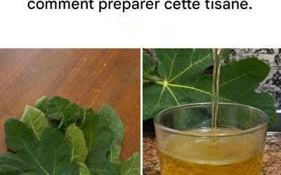 Le thé aux feuilles de figuier : ses propriétés incroyables et comment le préparer