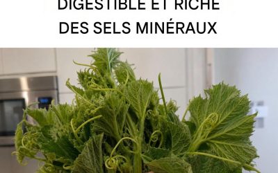 Les feuilles diurétiques, peu caloriques et digestes : délicieuses et riches en propriétés