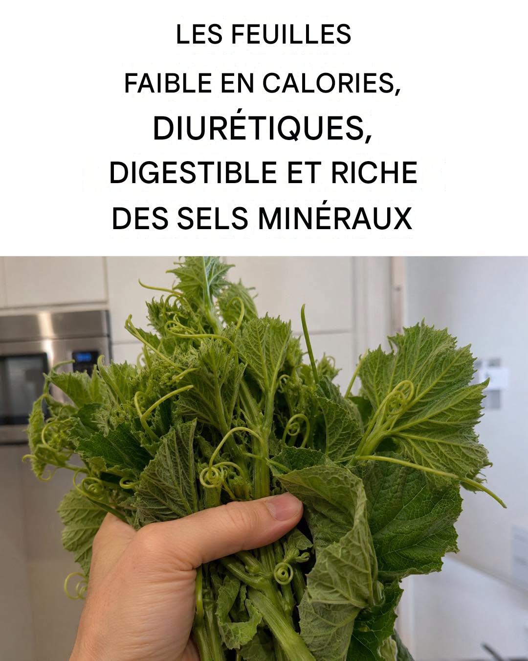 Les feuilles diurétiques, peu caloriques et digestes : délicieuses et riches en propriétés