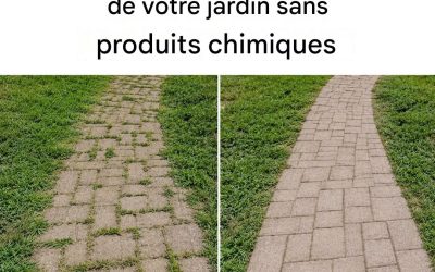 Comment éliminer les mauvaises herbes naturellement et définitivement