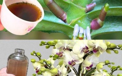 Une orchidée luxuriante devient dix fois plus belle si vous l’arrosez avec ce produit.