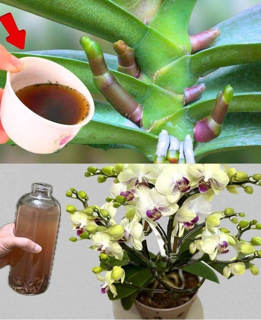 Une orchidée luxuriante devient dix fois plus belle si vous l’arrosez avec ce produit.