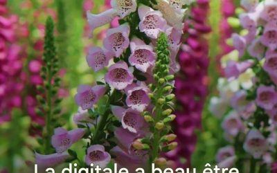 La digitale a beau être belle, voici pourquoi vous ne devriez vraiment pas la planter dans votre jardin…