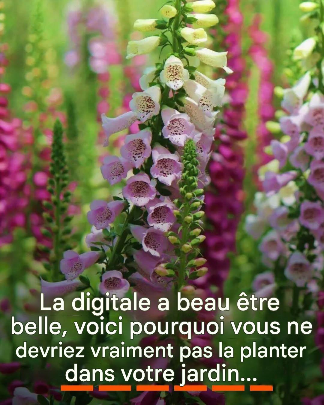 La digitale a beau être belle, voici pourquoi vous ne devriez vraiment pas la planter dans votre jardin…
