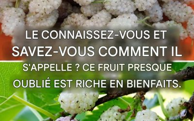 Bienfaits du mûrier blanc : prévient le cancer, soigne le diabète et favorise la perte de poids
